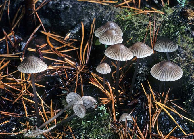 Mycena leptocephala